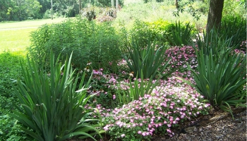 Landscaped yardjpg
